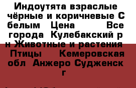 Индоутята взраслые чёрные и коричневые С белым › Цена ­ 450 - Все города, Кулебакский р-н Животные и растения » Птицы   . Кемеровская обл.,Анжеро-Судженск г.